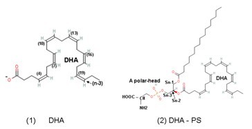DHA (1) 和 DHA-PS(2) 的化学结构