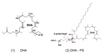 DHA (1)  DHA-PS(2) Ļѧṹ