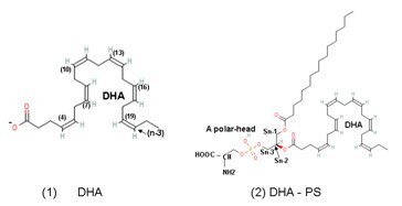 DHA (1)  DHA-PS(2) Ļѧṹ