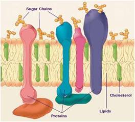 ͼ2˫֬ϸĤ Life, Death and Membrane Bilayer