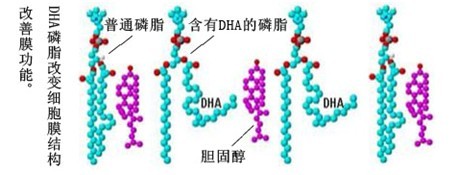 图5 普通磷脂与含有DHA的磷脂在细胞膜构成中的区别